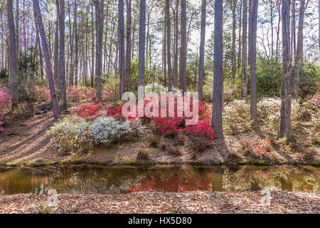 Azaleen blühen im Azalea mit Blick auf Garten bei Callaway Gardens in Georgien. Stockfoto