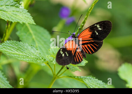 Doris Longwing Schmetterling in Cecil B Butterfly Tagesstätte Callaway Gardens. Stockfoto