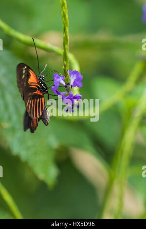 Doris Longwing Schmetterling in Cecil B Butterfly Tagesstätte Callaway Gardens. Stockfoto