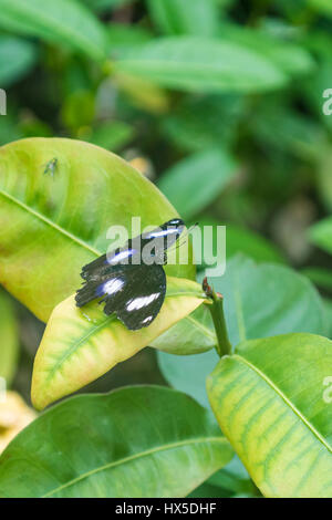 Große Eggfly Schmetterling in Cecil B Butterfly Tagesstätte Callaway Gardens. Stockfoto