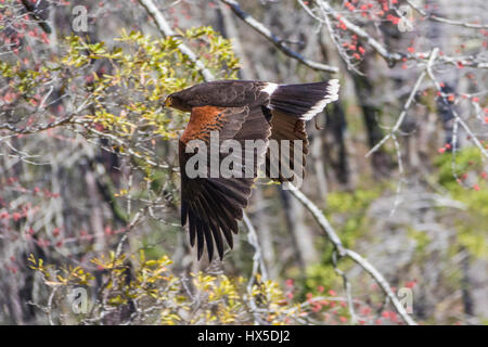 Harris Hawk in Callaway Garden Birds Of Prey Rehabilitation und Ausbildung Programm. Stockfoto