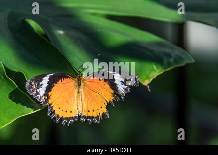 Leopard Florfliege Butterfly an Cecil B Butterfly Tagesstätte in Callaway Gardens, Georgia. Stockfoto