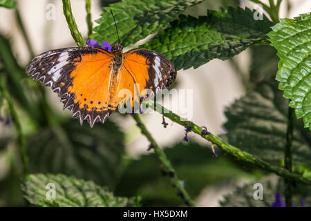 Leopard Florfliege Butterfly an Cecil B Butterfly Tagesstätte in Callaway Gardens, Georgia. Stockfoto