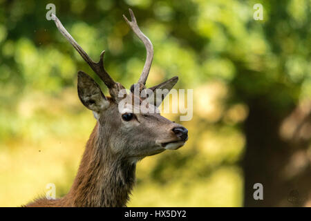 Red Deer (Cervus elaphus). Bilder, die während der hirschbrunft genommen. Es ist eine sehr aufregende Zeit für Rotwild und viel für Fotografen. Stockfoto