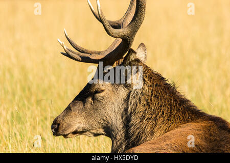 Red Deer (Cervus elaphus). Bilder, die während der hirschbrunft genommen. Es ist eine sehr aufregende Zeit für Rotwild und viel für Fotografen. Stockfoto