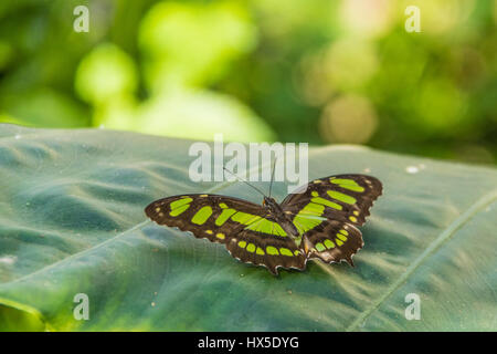 Malachit Schmetterling in Cecil B Butterfly Tagesstätte in Callaway Gardens, Georgia. Stockfoto