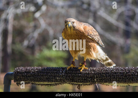 Rot-geschultert Hawk in Callaway Garden Birds Of Prey Rehabilitation und Ausbildung Programm. Stockfoto