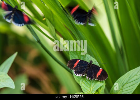 Der Postbote Longwing Schmetterling in Cecil B Butterfly Tagesstätte Callaway Gardens. Stockfoto