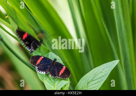 Der Postbote Longwing Schmetterling in Cecil B Butterfly Tagesstätte Callaway Gardens. Stockfoto