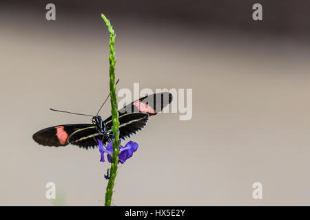 Der Postbote Longwing Schmetterling auf Porterweed Blume in Cecil B Butterfly Tagesstätte Callaway Gardens. Stockfoto