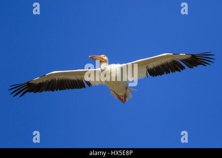 Migration von amerikanische weiße Pelikane im Flug über Seen und Stauseen von Sonora. Im Herbst fliegt in die Staaten südlich von den Vereinigten Staaten Stockfoto