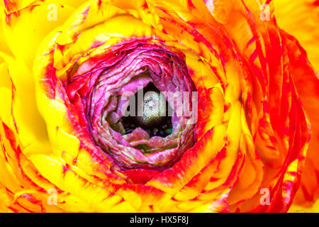 Nahaufnahme der Blütenblätter von Ranunculus asiaticus, die die persische Butterblume öffnen, Turban Ranunculus Blume Turban Butterblume, abstrakte Blume rot gelb Mitte Stockfoto