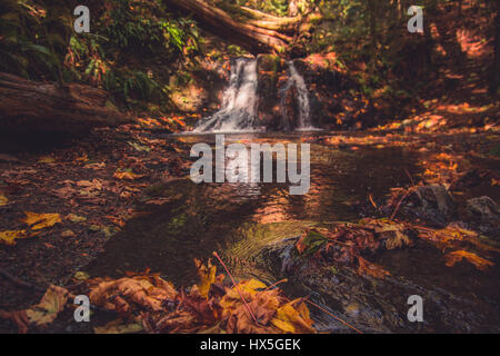 Herbst im Pazifischen Nordwesten der Vereinigten Staaten. Buntes Herbstlaub sind ein sanfter Strom mit einem Wasserfall im Hintergrund gezogen. Stockfoto