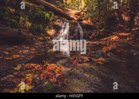 Herbst im Pazifischen Nordwesten der Vereinigten Staaten. Buntes Herbstlaub sind ein sanfter Strom mit einem Wasserfall im Hintergrund gezogen. Stockfoto