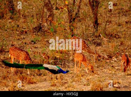 Pfau und Spotted Hirsche in freier Wildbahn, ihrem natürlichen Lebensraum des Masinagudi Waldes in Tamil Nadu, Indien Stockfoto