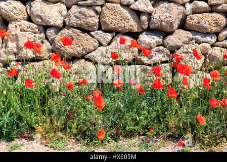 Rote Mohnblumen und alten Steinmauern auf einem Hintergrund, Stockfoto