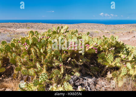 Prickly Pear Cactus im Südwesten von Teneriffa, Spanien Stockfoto