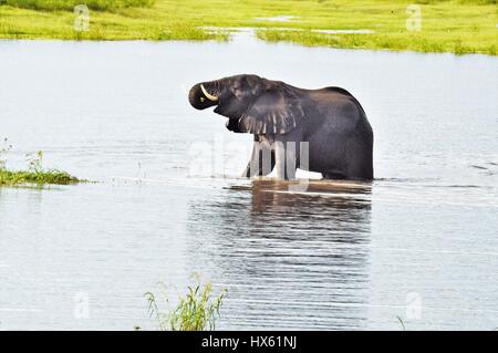 Elefant im Wasserloch Stockfoto