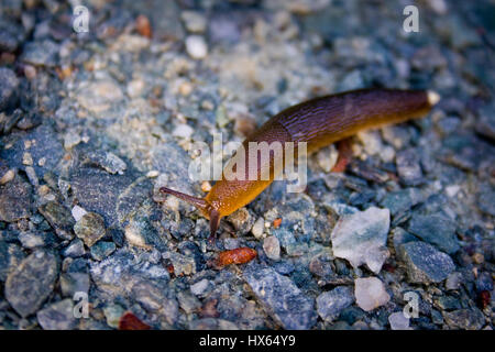 Eine gelbe und braune Schnecke kriecht auf Kiesweg. Stockfoto