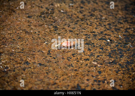 Eine kleine orange Krabbe auf einen Granitstein im Acadia National Park in der Nähe von Bar Harbor, Maine. Stockfoto