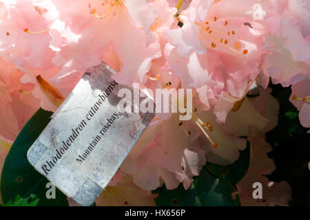 Eine leichte rosa Rhododendron Blume mit einem Schild kennzeichnen die Art der Blume. Stockfoto