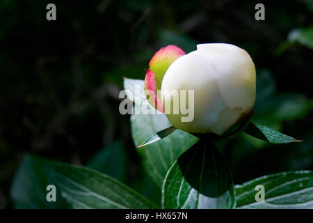 Knospe einer weißen Pfingstrose Blume im Frühling mit einer Prise Pink auf ein Blütenblatt. Stockfoto