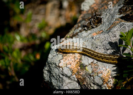 Kopf einer kleinen gemeinsamen Strumpfband-Schlange auf einem Felsen im Acadia National Park in der Nähe von Bar Harbor, Maine. Stockfoto