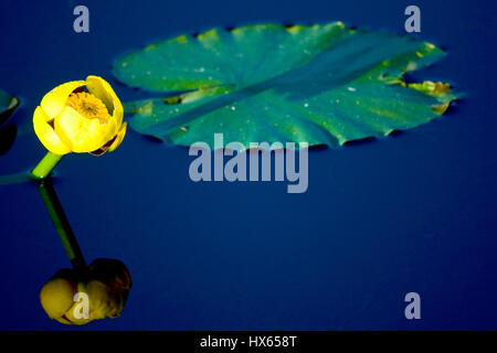 Ein gelbes cowlily Lilypad in einem Teich mit Reflexion. Stockfoto