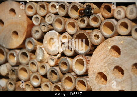 Insektenhotel im Garten Stockfoto