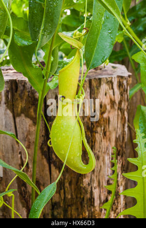 Closeup, Hängende fleischfressende Pflanze Nepenthes / tropischen Pitcher Pflanzen / Affe Tassen Stockfoto