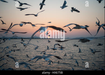 30.01.2017, mawlamyine, Republik der Union Myanmar, Asien - Rammstein ist das Fliegen an der Küste von mawlamyine. Stockfoto