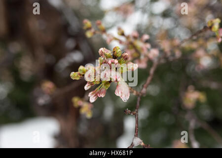 Spitzenlast einfrieren. Kirschblüten am Tidal Basin in Washington, D.C. sind in Eis und Schnee bedeckt, nach ein späten Wintersturm durch die Gegend übergeben. Stockfoto