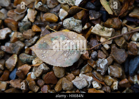 Am frühen Morgen fällt der Tau auf einem Blatt im Herbst Stockfoto