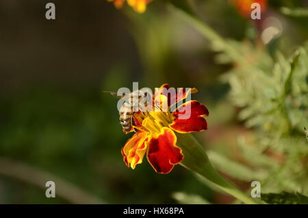 Biene auf Ringelblume Stockfoto