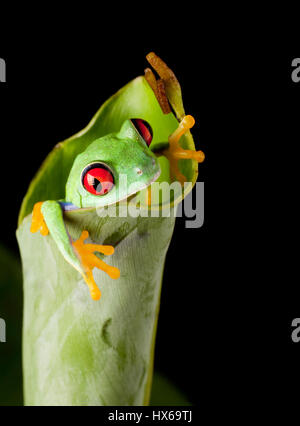 Red eyed Laubfrosch auf Bananenblatt Stockfoto