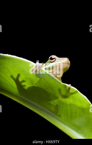 Kleinen grünen Laubfrosch sitzt auf einem Bananenblatt Stockfoto