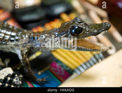 Reise nach Iquitos, Peru. Besuch der lokalen Ayahuasca Heilung Zentrum beteiligen Shipibo Medizin Zeremonie mit Schamanen und trinken Dieta Pflanzen Stockfoto