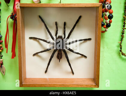 Reise nach Iquitos, Peru. Besuch der lokalen Ayahuasca Heilung Zentrum beteiligen Shipibo Medizin Zeremonie mit Schamanen und trinken Dieta Pflanzen Stockfoto