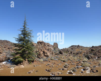 Weihnachtsbaum in Wüstenlandschaft - Berglandschaft Stockfoto