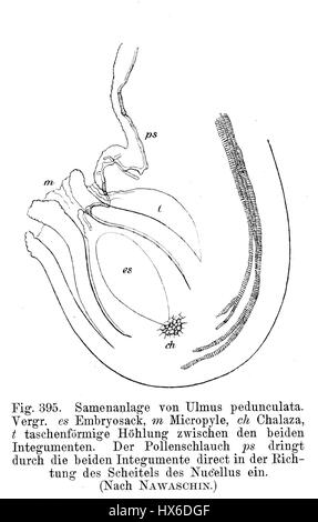 Samenlage Ulmus Strasburger 1900 ist eine Illustration einer Sammlung von Ulmensamen des deutschen Botanikers Wilhelm Strasburger. Die Arbeit beleuchtet die Details der Ulmensamen und ihre Struktur und bietet einen Einblick in die natürliche Welt. Strasburgers Beiträge zur Botanik spiegeln sich in seinen ausführlichen Darstellungen zum Pflanzenleben und zur Samenentwicklung wider. Stockfoto