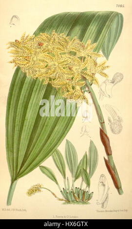 Xylobium Leontoglossum Curtis' 115 (ser. 3 Nr. 45) pl 7085 (1889) Stockfoto