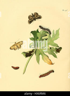 Diese Platte aus Sepps „Surinaamsche Vlinders“ (Surinam-Schmetterlinge) zeigt die Schmetterlingsart *Phalaene Interrupta*, bekannt für ihre charakteristischen Flügelmuster. Die Arbeit ist Teil einer Serie, die die Artenvielfalt der Fauna von Surinam veranschaulicht, wobei der Schwerpunkt auf Schmetterlingen in der Region liegt. Stockfoto