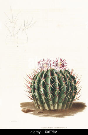 Stenocactus Coptonogonus Lem Stockfoto