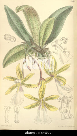 Diese Illustration aus Curtis' Botanical Magazine (1894) zeigt *Trichocentrum tigrinum*, eine Orchideenart, die in tropischen Regionen beheimatet ist. Diese botanische Platte ist bekannt für ihre auffällig gemusterten Blumen und unterstreicht die einzigartige Schönheit und die komplizierten Details der Art. Stockfoto