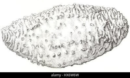 „Thyone pseudofusus“ von Deichmann, gegründet 1930, ist eine detaillierte botanische Untersuchung der Pflanzenart. Die Arbeit hebt die empfindlichen Merkmale und die wissenschaftliche Beobachtung hervor, die für die botanische Illustration charakteristisch sind. Stockfoto