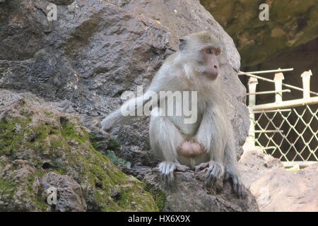 Ein männlicher Affe mit grossen Hoden sitzt auf einem Felsen im Tempel in Phuket in Thailand. Stockfoto