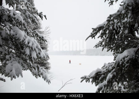 Eine Lady Schneeschuhen mit einem gelben Labrador Retriever (gelber Labrador) Hund während eines Schneesturms in Hastings Hochland, Ontario, Kanada. Stockfoto