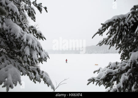 Eine Lady Schneeschuhen mit einem gelben Labrador Retriever (gelber Labrador) Hund während eines Schneesturms in Hastings Hochland, Ontario, Kanada. Stockfoto