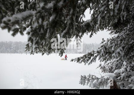 Eine Lady Schneeschuhen mit einem gelben Labrador Retriever (gelber Labrador) Hund während eines Schneesturms in Hastings Hochland, Ontario, Kanada. Stockfoto