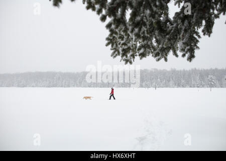 Eine Lady Schneeschuhen mit einem gelben Labrador Retriever (gelber Labrador) Hund während eines Schneesturms in Hastings Hochland, Ontario, Kanada. Stockfoto